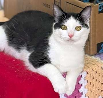 Photo of Chippy
