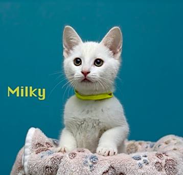 Photo of Milky