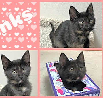 Photo of BINKS