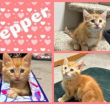 Photo of PEPPER