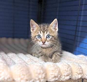 Photo of Mewgene