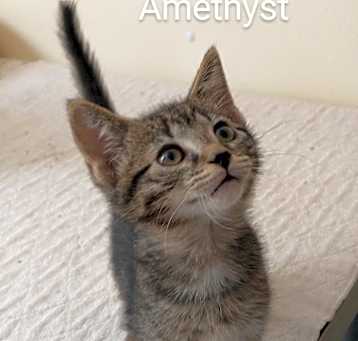 Photo of Amethyst