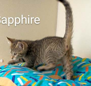 Photo of Sapphire