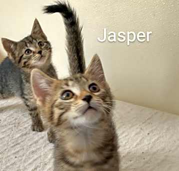 Photo of Jasper