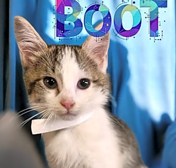 Photo of Boot