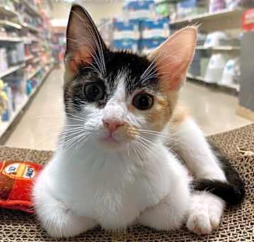 Photo of JIJI