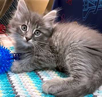 Photo of CHACO