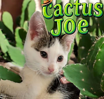 Photo of Cactus Joe