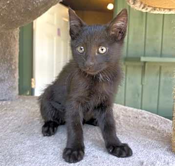 Photo of Midnight