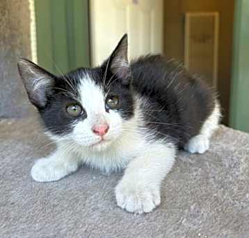 Photo of Patches