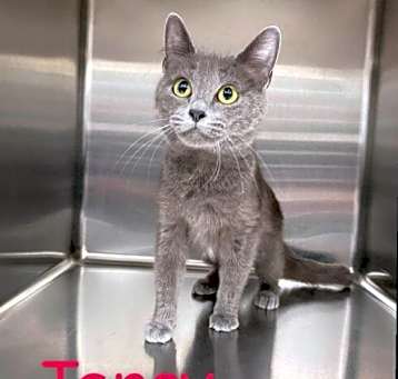 Photo of Tansy