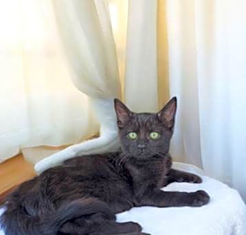 Photo of Darla.