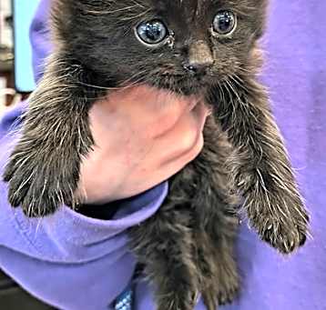 Photo of Coal