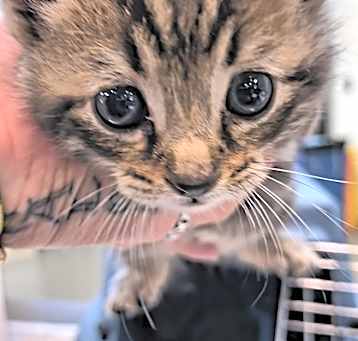 Photo of Oliver