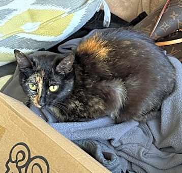 Photo of Mocha