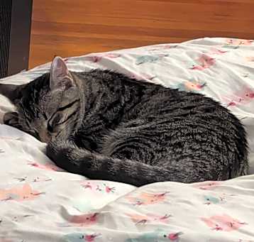 Photo of Annie