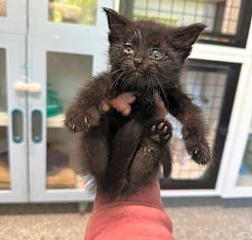 Photo of Clawdette