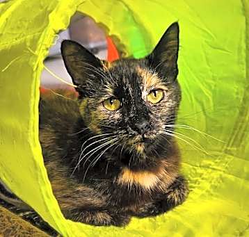 Photo of Zelda