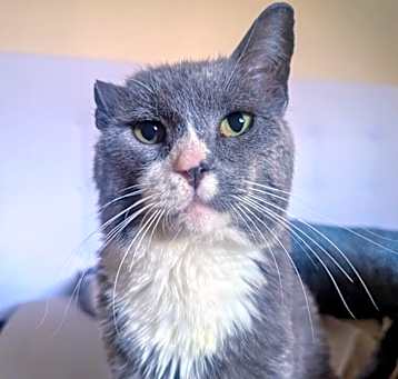Photo of Sir Paddington of Cuddleford