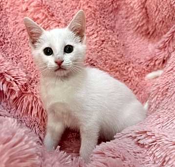 Photo of Ivory