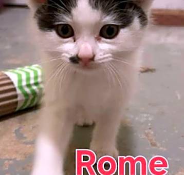 Photo of Aleyda K4 Rome