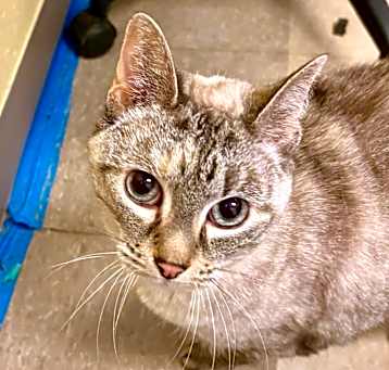 Photo of Willow