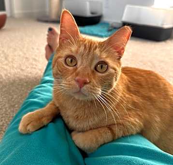 Photo of Skittles