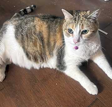 Photo of GiGi