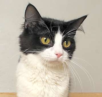 Photo of Misa C65086
