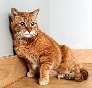 Photo of Kitty Cat C65088