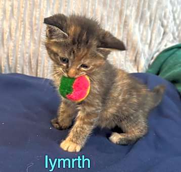 Photo of Iymrth "Ly", Desert Doom Blue Dragon 