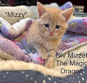 Photo of Niv Mizzett "Mizzy", The Magic Dragon