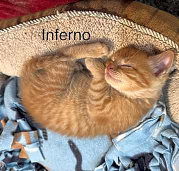 Photo of Inferno, The Red Dragon