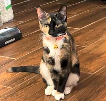 Photo of Binx