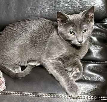 Photo of Sully