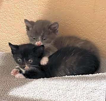 Photo of 2 Found Kittens
