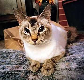 Photo of Priscilla