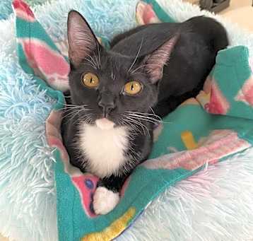 Photo of Leche Whiskerstein