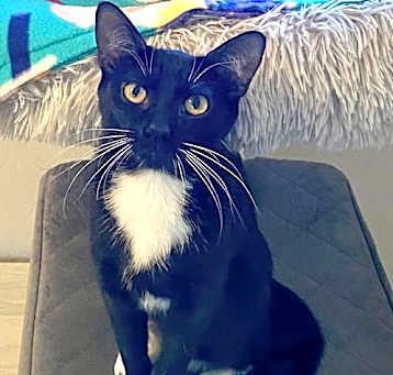 Photo of Frenchie Whiskerstein