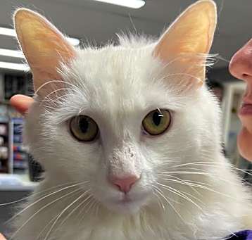 Photo of Falkor