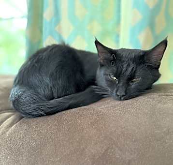 Photo of Raven