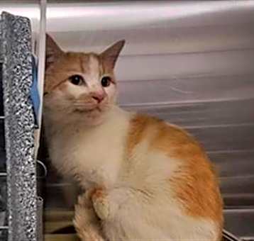 Photo of CHEESE PUFF