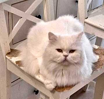 Photo of Loca