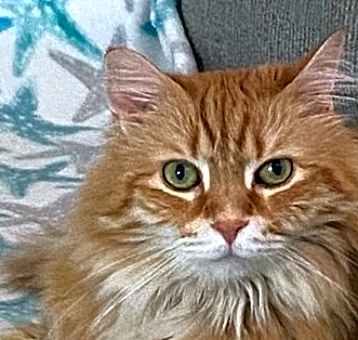Photo of Tango
