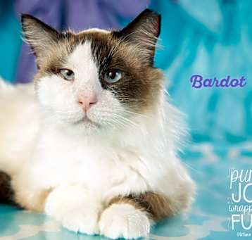 Photo of Bardot
