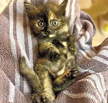 Photo of Mindy