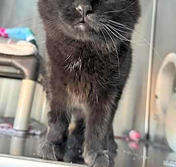 Photo of Salem