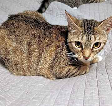 Photo of Amelia (Bonded with Peyton)