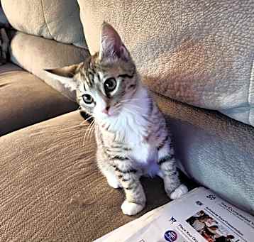Photo of Peyton (Bonded with Amelia)