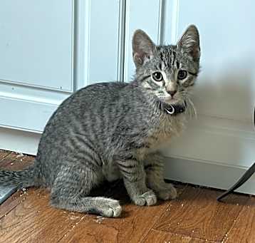 Photo of Lynx